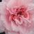 Rosa - Nostalgische rosen - Blush™ Winterjewel®